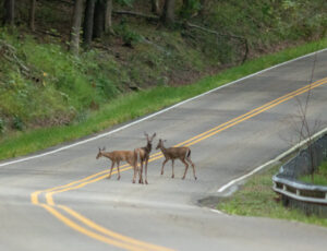 3 deer on the road